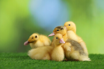 Cute fluffy ducklings on artificial grass against blurred background, closeup. Baby animals