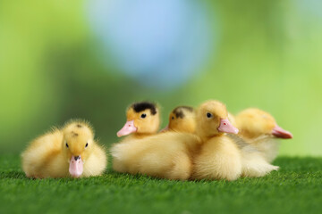 Cute fluffy ducklings on artificial grass against blurred background, closeup. Baby animals
