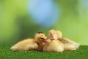 Cute fluffy ducklings on artificial grass against blurred background, closeup. Baby animals