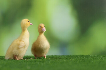 Cute fluffy ducklings on artificial grass against blurred background, space for text. Baby animals