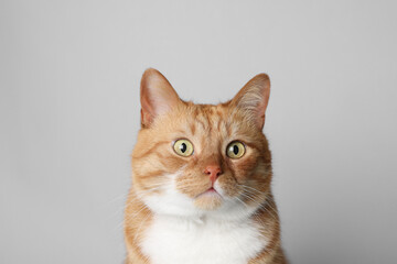 Cute ginger cat on light grey background. Adorable pet