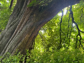 Beautiful chestnut tree with lush green leaves growing outdoors