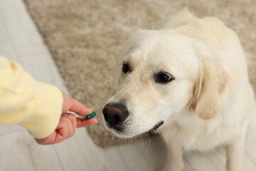 Woman giving pill to cute Labrador Retriever dog indoors, above view