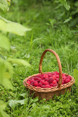 Wicker basket with ripe raspberries on green grass outdoors