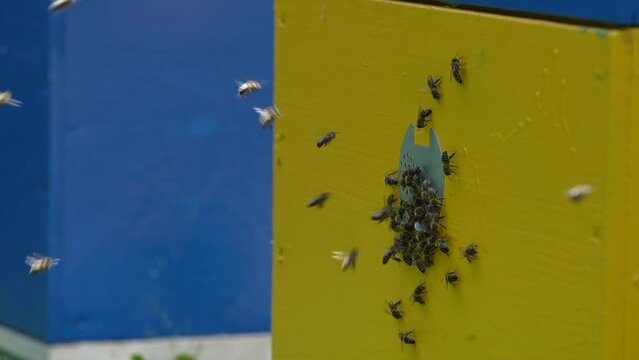 Honey bees fly next to the bee hive in the apiary to collect honey, close up. Beekeeping in countryside