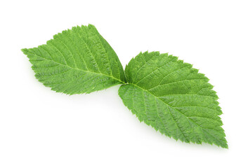 Fresh green raspberry leaves isolated on white