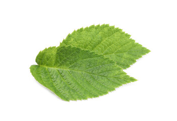 Fototapeta premium Fresh green raspberry leaves isolated on white