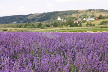 Fototapeta na wymiar View of beautiful blooming lavender growing in field