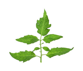 Fresh green leaves of cherry tomato isolated on white