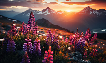 Natural landscape, lupine flowers against the backdrop of mountains. - obrazy, fototapety, plakaty
