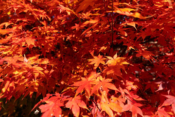 真っ赤に紅葉したもみじ