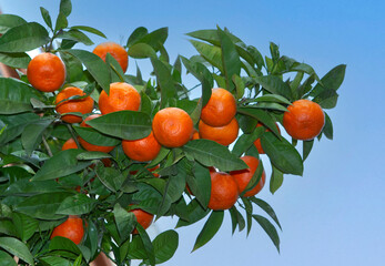 Bitter orange tree (Citrus aurantium) in Athens, Greece ,against blue sky