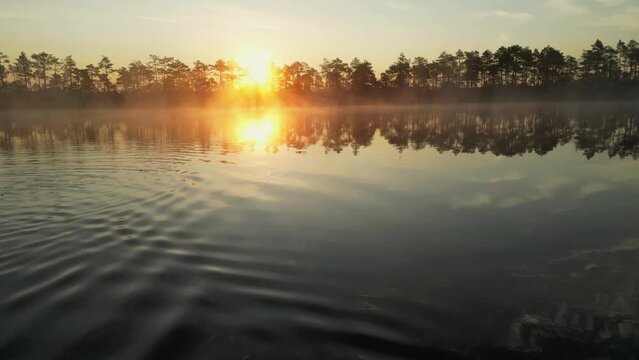 Wild migratory birds takes off in the great sunrise with fog in the background. Mallard duck in the morning mist. Sun shining through trees with sunbeams through woods in mystical bog swamp landscape.