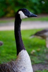 portrait of a goose