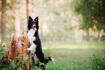 Obraz na płótnie Canvas Border Collie dog on a walk. Dog in nature.