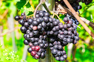 The big bunch of black grapes
