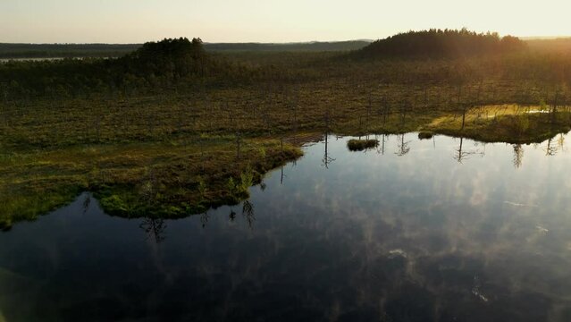 Wild migratory birds takes off in the great sunrise with fog in the background. Mallard duck in the morning mist. Sun shining through trees with sunbeams through woods in mystical bog swamp landscape.