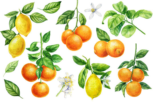 Branch with leaves, flower on white background, watercolor botanical painting citrus fruit set, orange, lemon, tangerine
