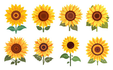 Sunflower Hand Drawn Illustration set, Decorative Element