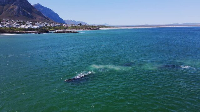Southern Right whale bulls vying to mate with cow, Hermanus coastline, aerial