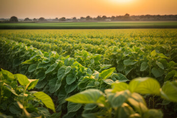 Soybean field ripening at spring season, agricultural landscape.