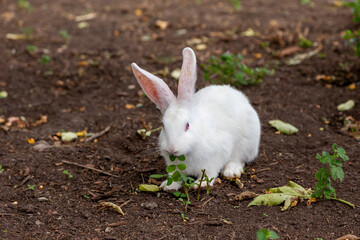white rabbit on the grass