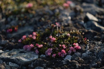 Plexiglas foto achterwand flowers on the ground, Alpine azalea (Kalmia procumbens) © Johannes Jensås