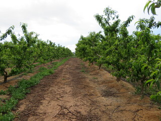 Fototapeta na wymiar natural Paraguayan fruit trees industry food production