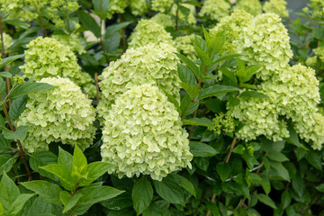 Hydrangea paniculata sort Limelight: hydrangea paniculata blooms on the Bush in the garden in summer