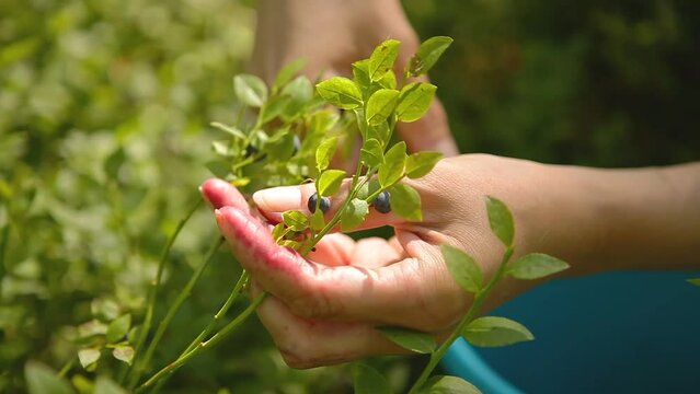 Picking blueberries
