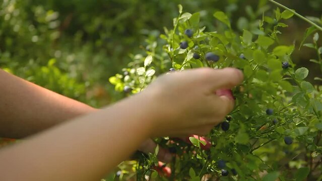 Woman picking blueberries in the forest.