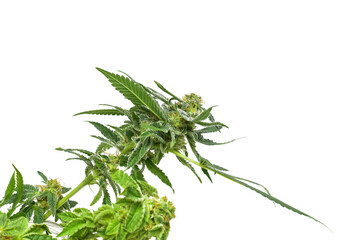Marijuana leaf and green marijuana flower on transparent background .png transparent background image. cannabis leaf illustration