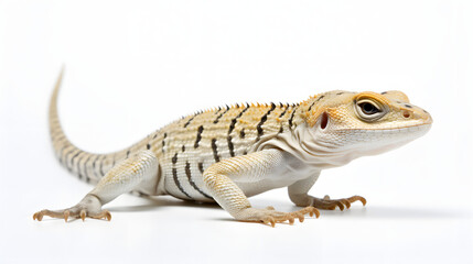 Obraz premium Lizard on white background