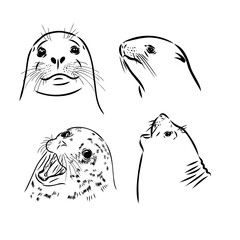 Sketch of a seal on a stone. Hand drawn sketch converted to vector
