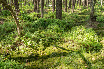 Marshy forest, plenty of green plants on the ground. Flourishing of life in the woods, blueberry, moss and swamp spots in early summer time