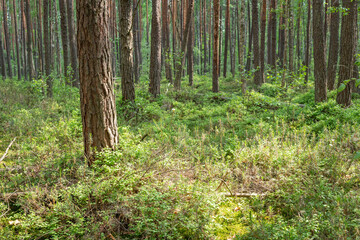 Wild marshy forest in north region, many pine trees and green plants on the ground. Blueberry, moss and wild rosemary in a big quantity in the woods
