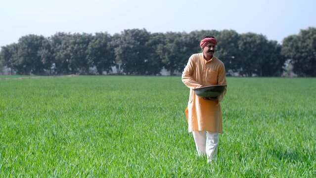 Farmer working in his field -  putting urea  use of chemical fertiliser into his crops  Indian farming  rural life  toxic chemicals . Farmer  putting fertiliser into the crops in harsh sunlight - t...