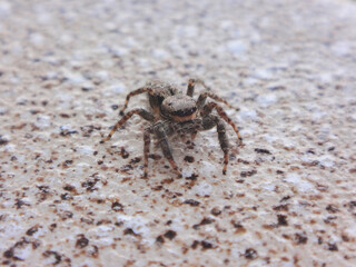 Female fencepost jumping spider (Marpissa muscosa) sitting on a stone surface