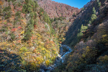 富山県 黒部峡谷 中部山岳国立公園 欅平の紅葉