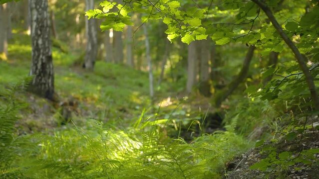 hazel thickets with birches and ferns