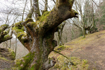 Enchanting Autumn: Capturing the Vibrant Palette of a Vizcayan Hayedo Amidst Fall's Embrace