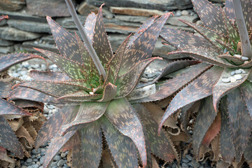 Aloe maculata soap aloe in garden during summer in Port Lligat Catalonia