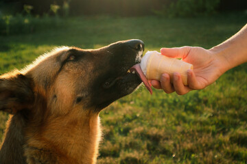German shepherd dog eats Ice-cream in a waffle horn. Dog licking vanilla cone. Family, pet, animal and people concept. Selective focus of woman hand give a dog licking ice cream.