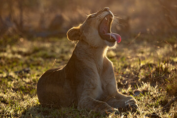 backlit yawning lioness - Powered by Adobe