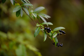 Ligustrum vulgare bush in the ripening period. European privet a poisonous plant in the nature