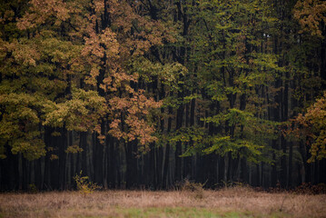 A rainy day in the colorfully oak forest during fall season