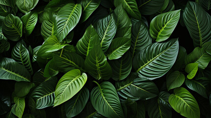 Calathea leaf plant leaf background