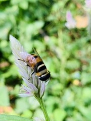 bee on a flower