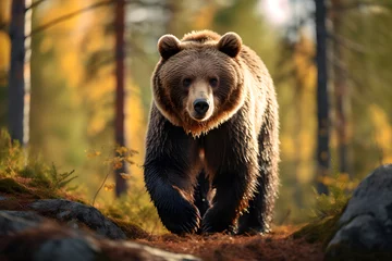 Fototapeten brown bear in the woods © Ployker