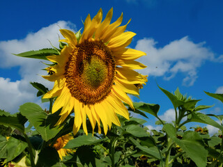 sunflower close-up on the blue sky and bees pollinate the flower